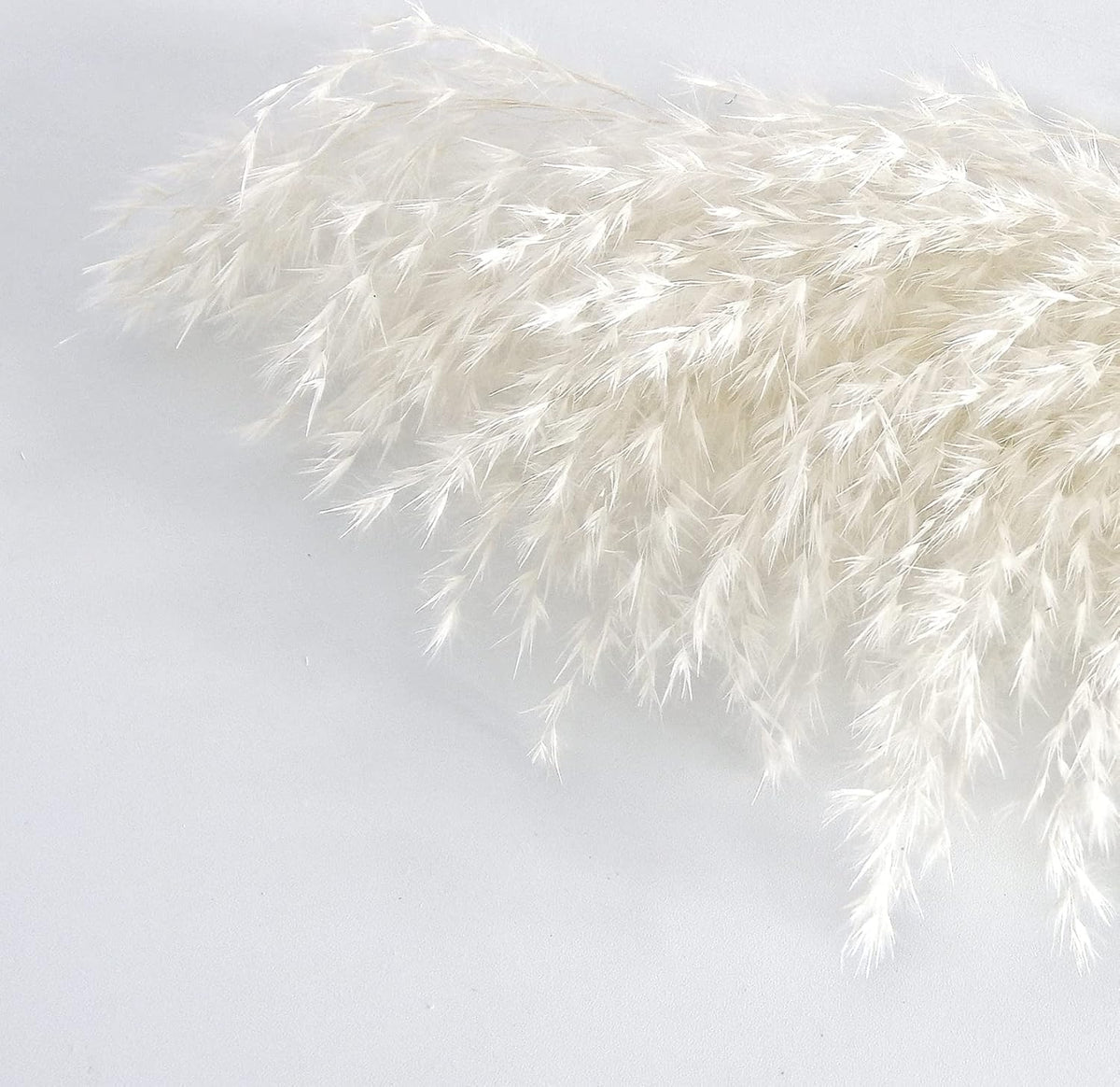 White Pampas Grass for Home Decor - Elegant Boho Decor - Premium Quality Pampas Grass Stems