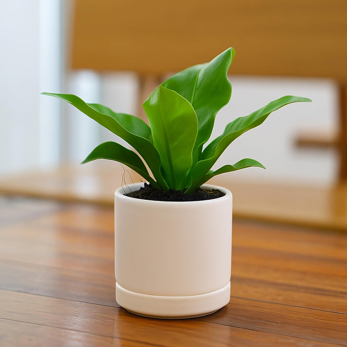 D'vine Dev Set of 4 Small Ceramic Plant Pots, 3.5 Inch Succulent Planter Pot for Plants with