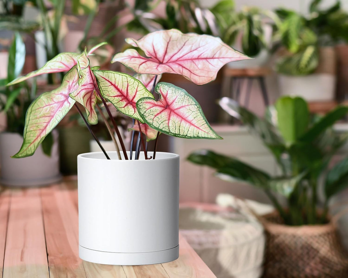 D'vine Dev 2 Pack 6 Inch Modern Plastic Plant Pots, Small Garden Planters for Plant with Drainage