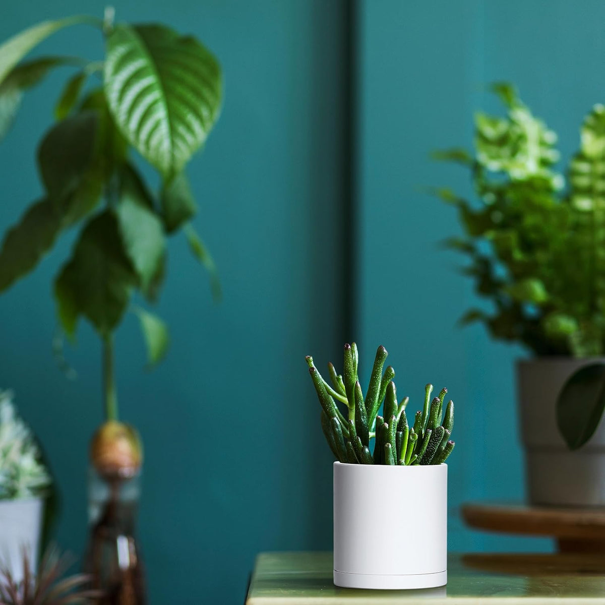 D'vine Dev 12 Pack 3.5 Inch Mini Plastic Plant Pots, Small Garden Planters for Plant with Drainage