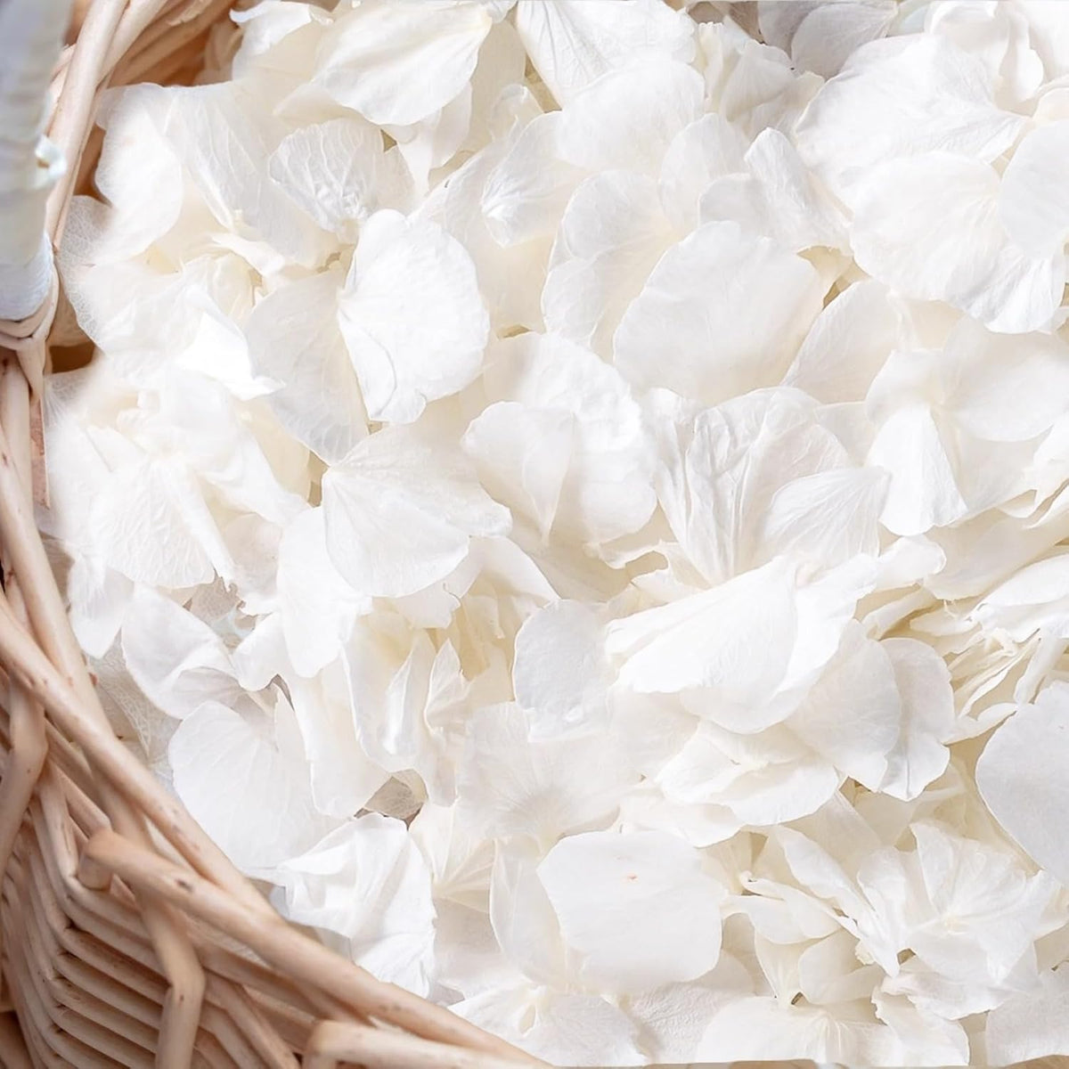 Dried & Preserved Flora