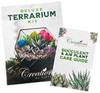 – Premium Small DIY Terrarium Kit for Succulents, Cacti & Air Plants, Includes Soil, Moss, Pebbles