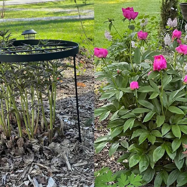 Large Peony Cages and Supports 18.9"x23.6" - Durable Round Garden Flower Rings | Tall Plant Support