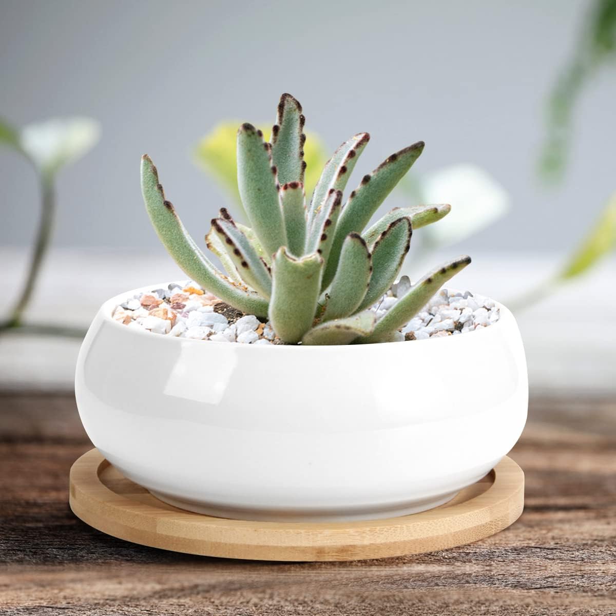 ZOUTOG 2 Pack Succulent Pots, 6 inch Ceramic Planters for Indoor Plants with Bamboo Tray, Pots with