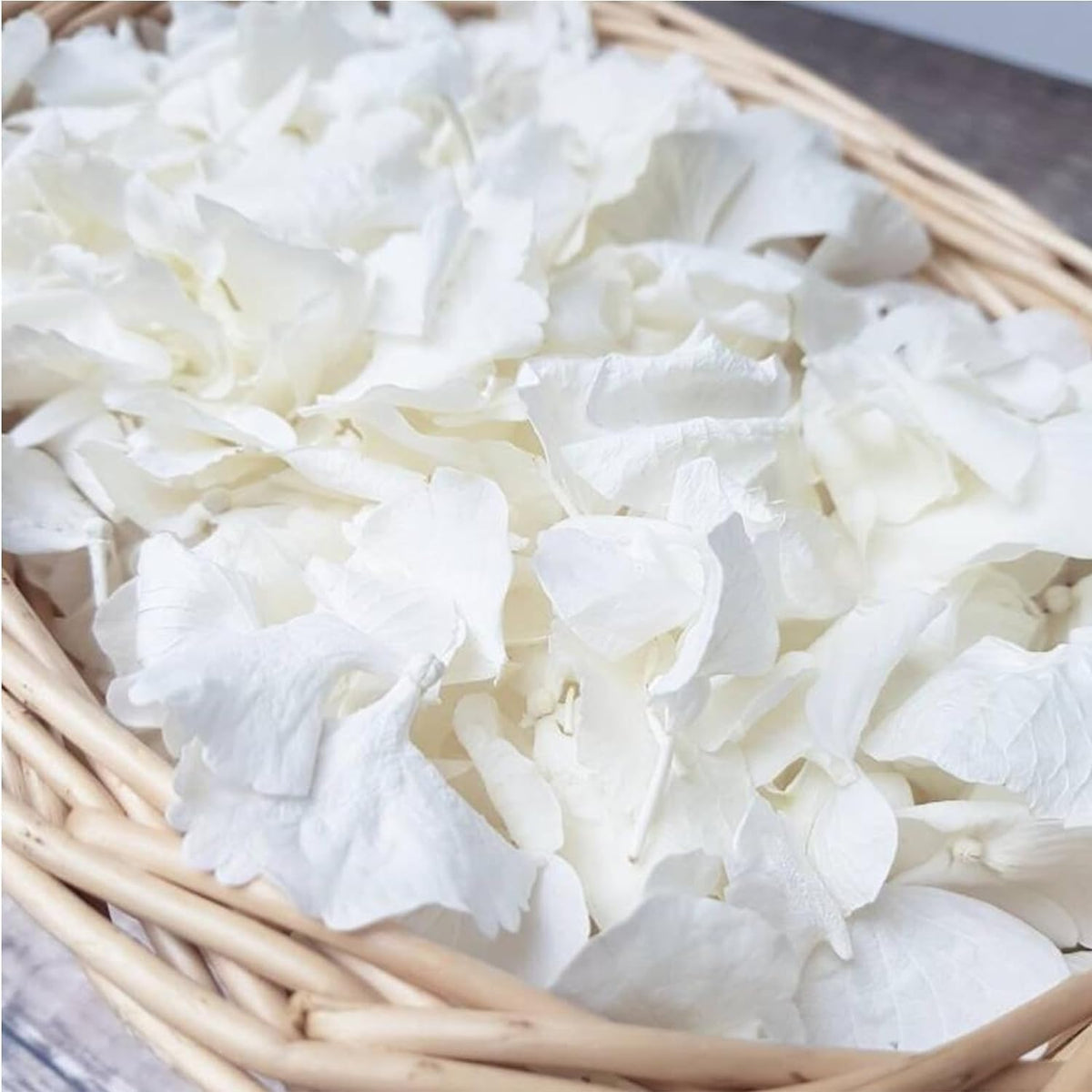 1500Pcs Real Dried Ivory White Hydrangea Flower Petals - Natural smal Petals for Wedding, Party