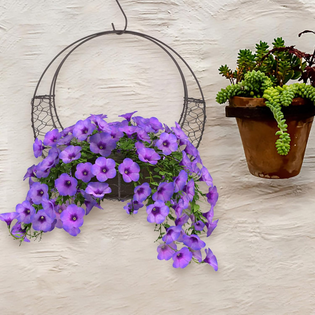 Air Plants Holders Wire Wreath Frame Hanger, 11 inch Moon Shape Wreath Form Hanging Plant Holder