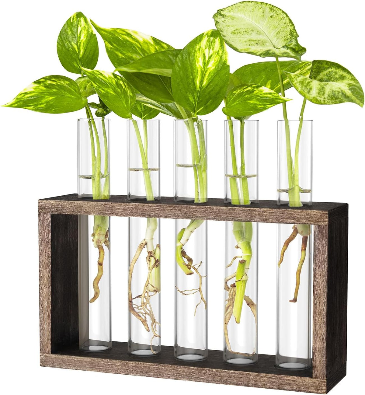 Ivolador Plant Propagation Station Terrariumin Wall Test Tube Vases Bud Tabletop Glass Wooden Stand