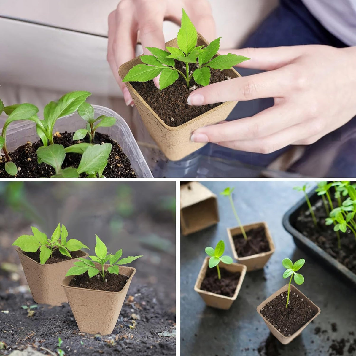 Square Peat Nursery Pots 150 Pcs 3in Biodegradable and Label, Used for Outdoor Gardens in Plant