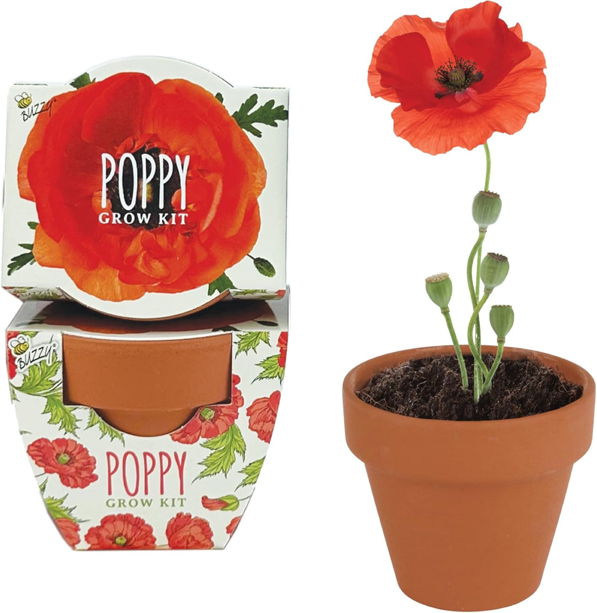 BUZZY Seeds 12-Pack Poppy Grow Kit – Mini Terracotta Pots with Poppy Seeds and Growing Medium