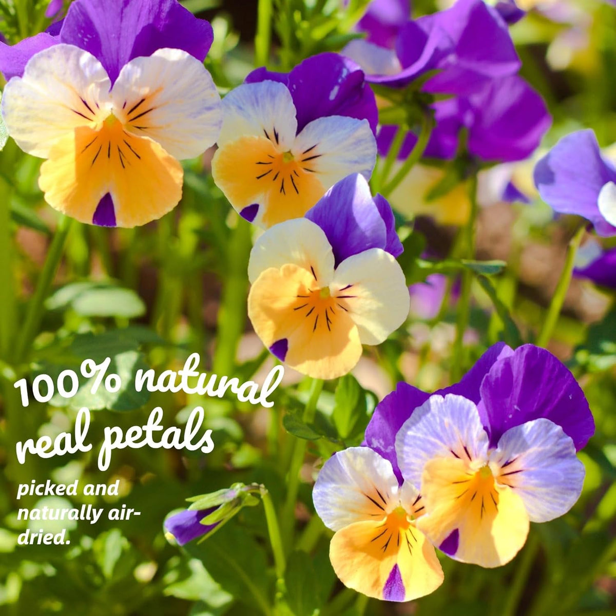 50 Pcs 8 Kinds Natural Dried Pressed Edible Flowers for Cake Topper Decorating - Mix Viola Tricolor