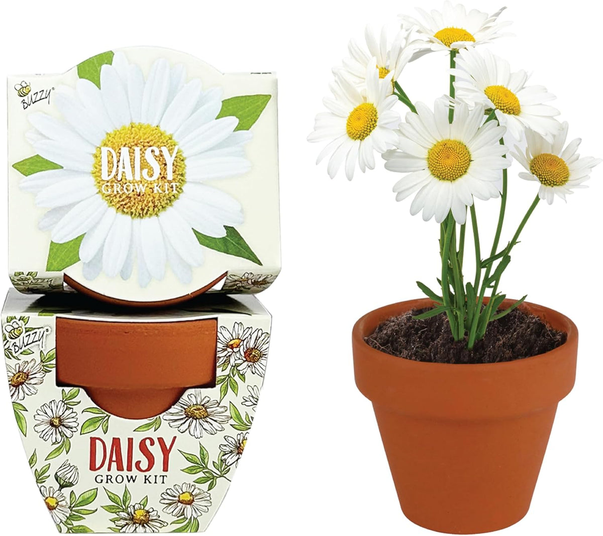 BUZZY Seeds Daydream Mini Terracotta Pots 12-Pack with Daisy Seed Packets – All-in-One Starter Set
