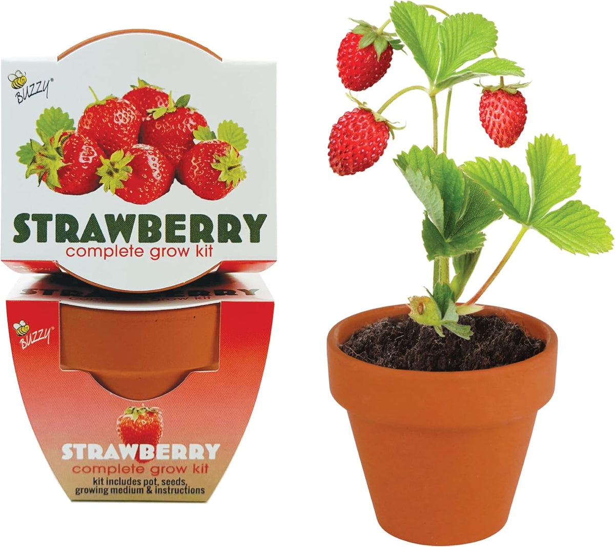 BUZZY Seeds Mini Terracotta Grow Pots | Alpine Strawberry DIY Plant Kit for Kids & Adults | 12-Pack
