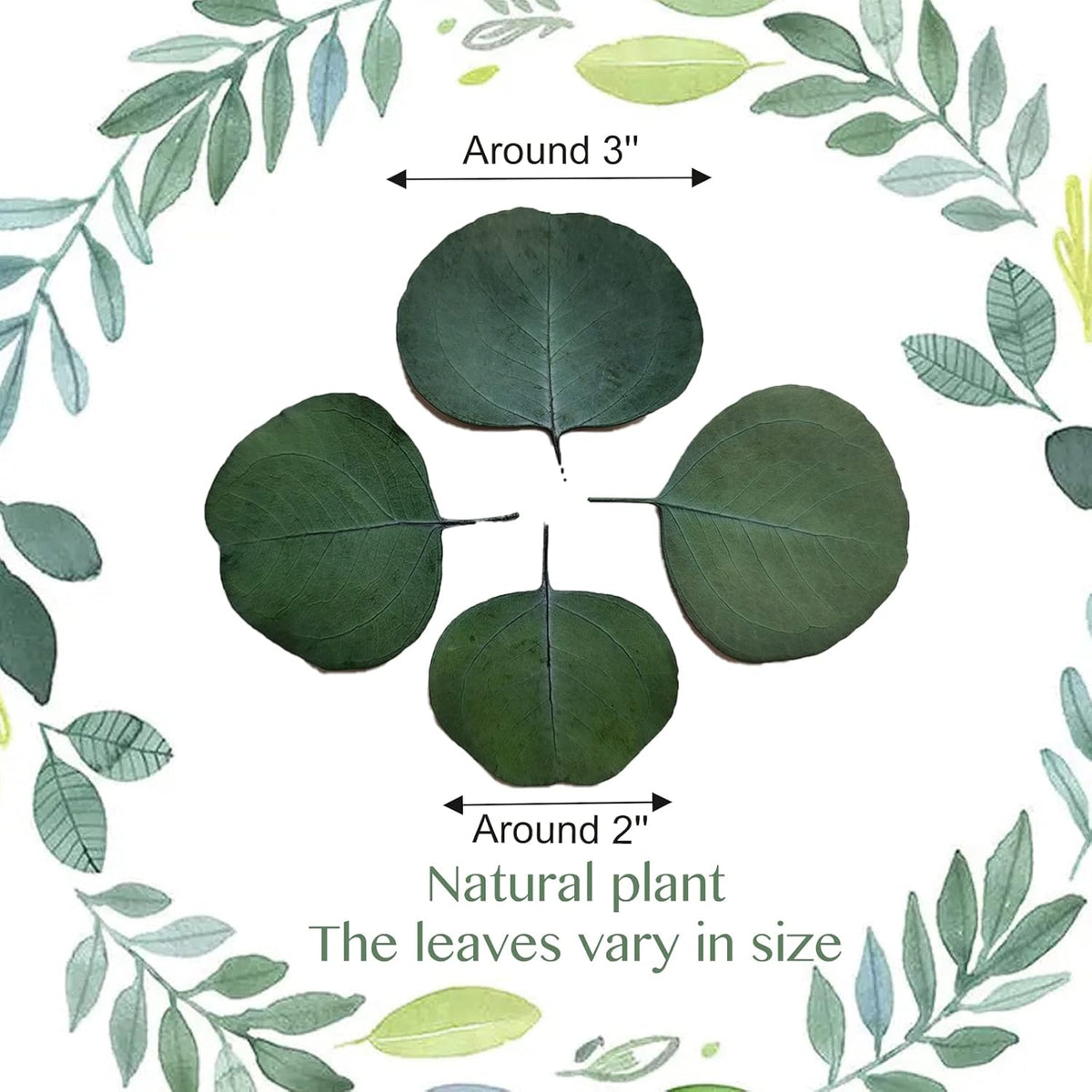 Eucalyptus Leaves, Rustic Boho Wedding Table Decor, 100% Natural Preserved Silver Dollar Eucalyptus
