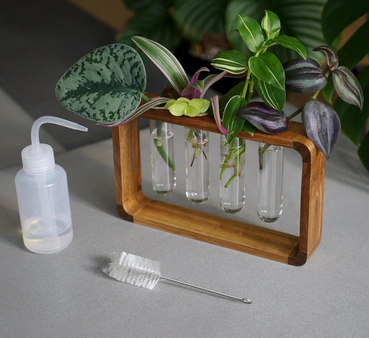 Source & Plot - Plant Propagation Station - Acacia Wood Stand 4 Glass Test Tube Hydroponic Tabletop