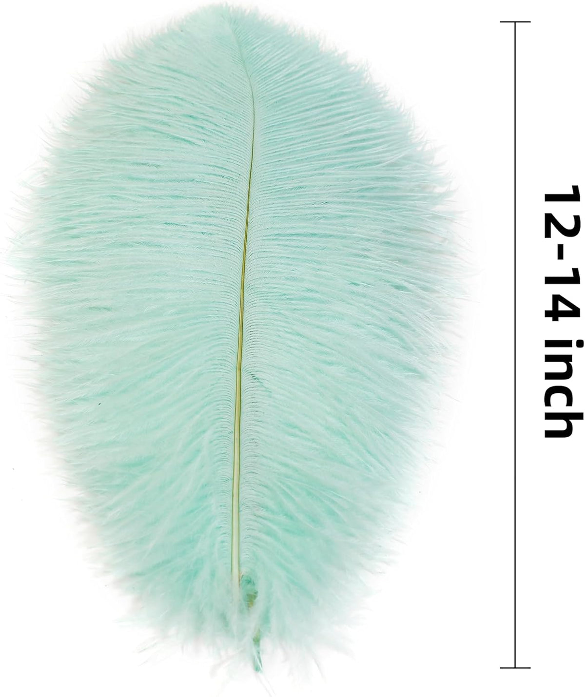 Ballinger Aqua Green Ostrich Feathers - 24pcs 12-14inch Craft Feathers Bulk for Wedding Party