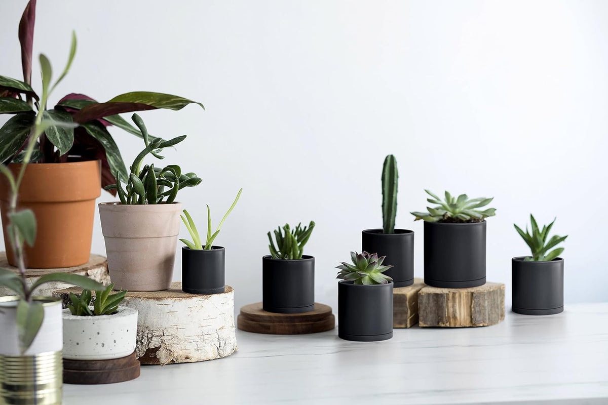 D'vine Dev 12 Pack 3 Inch Mini Plastic Plant Pots, Small Garden Planters for Plant with Drainage