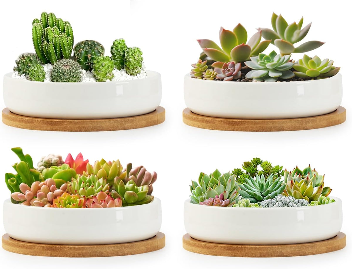 ZOUTOG Succulent Pots,6 Inch Succulent Planters with Drainage and Tray,4 Pack White Ceramic