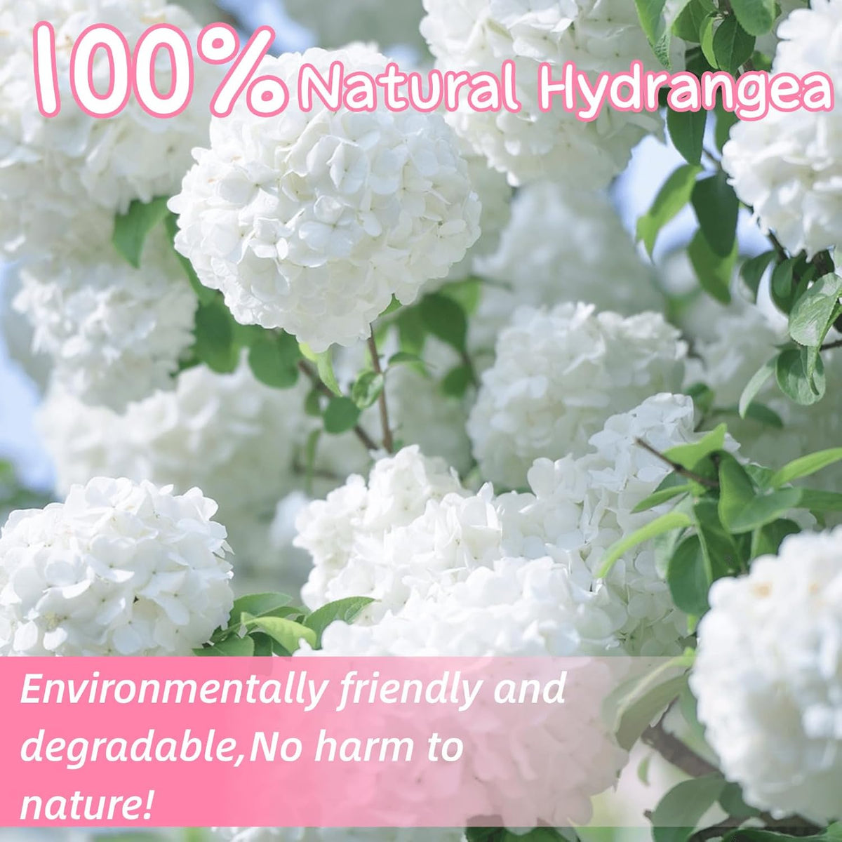 1500+ Real Dried Hydrangea Flower Petals -1.06Oz Real Natural Preserved Petals for Wedding, Party