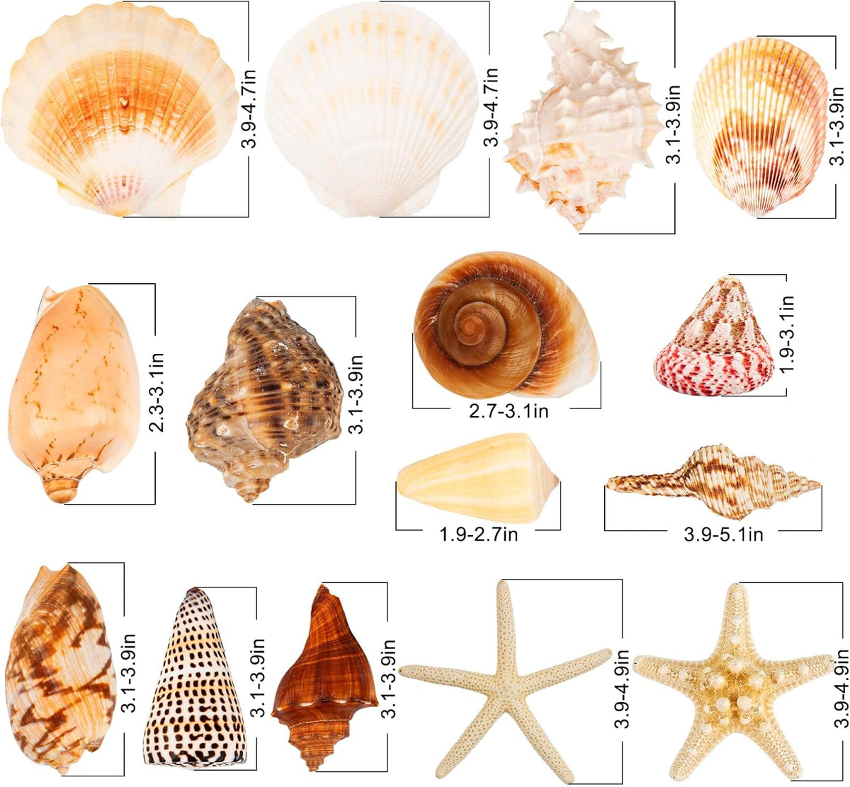 JQAQJU Sea Shells for Decorating 15PCS Large Seashells Starfish Conch for Beach Party,Vase Fillers