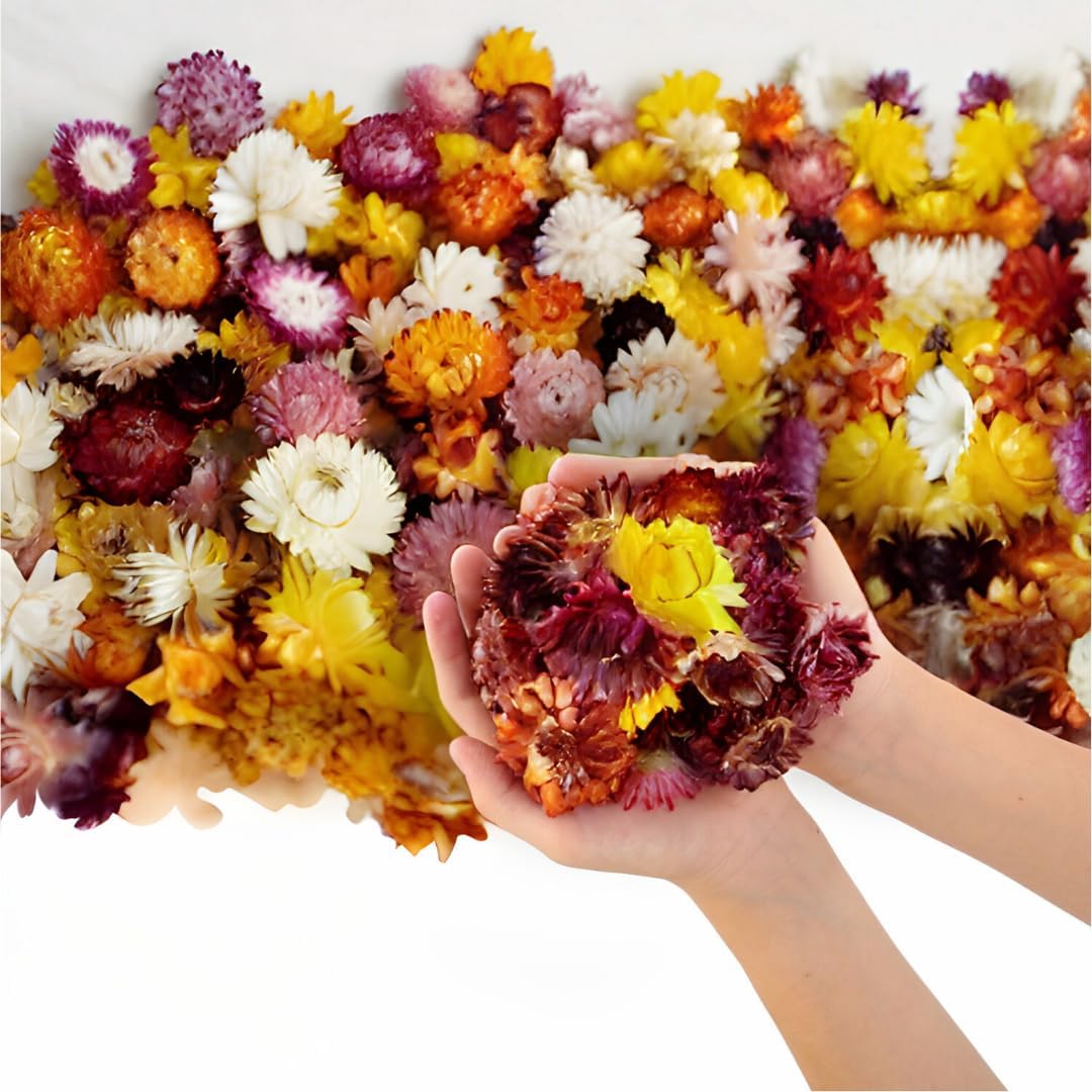 Dried Flower Chrysanthemum Biodegradable Confetti - Real Flower Petals for Weddings, Flower Girl