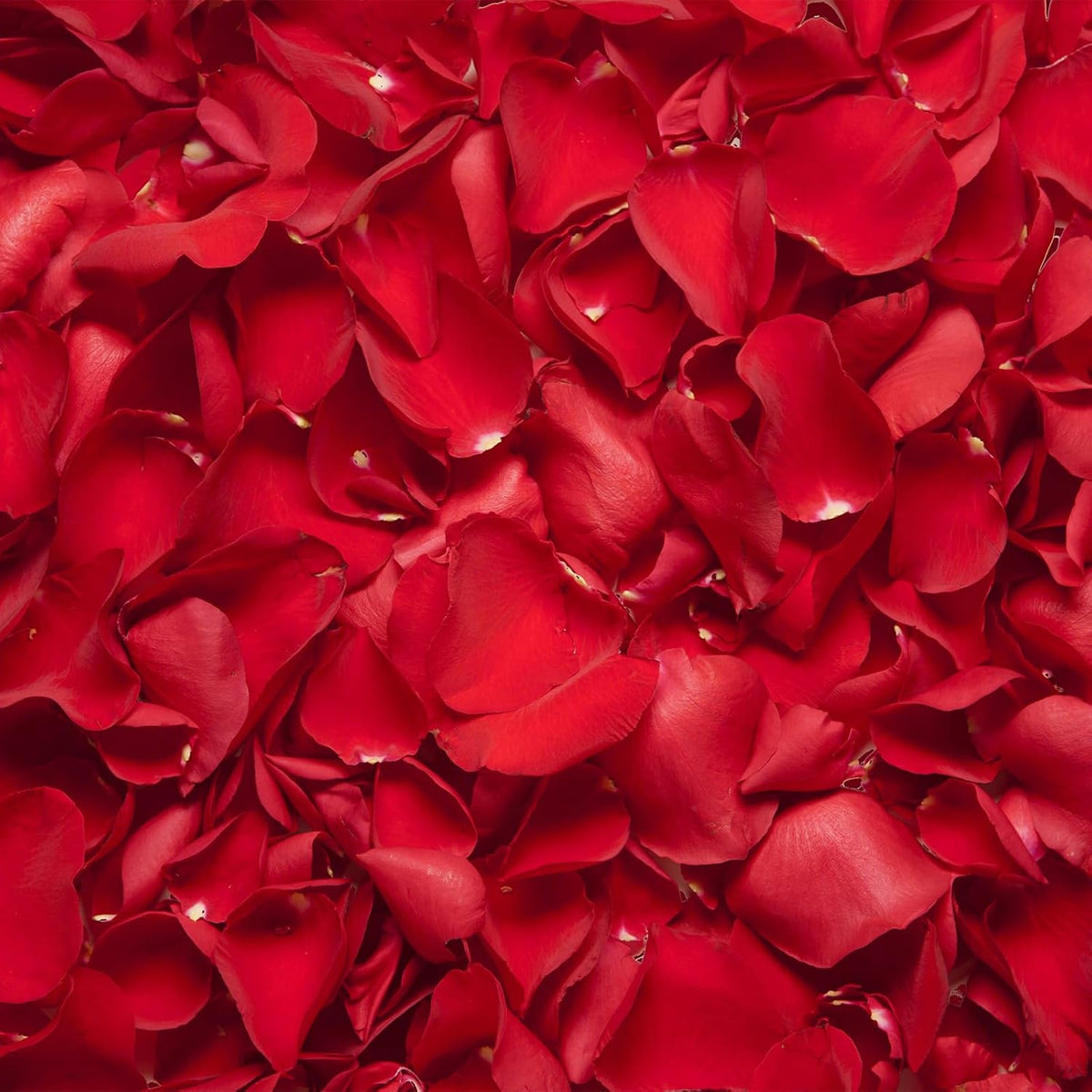 3.5 Oz Dried Rose Petals Wedding Biodegradable Petals, Natural Preservation Real Flower Petals