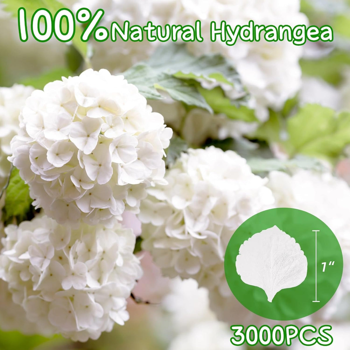3000+Pcs Real Ivory White Dried Hydrangea Flower Petals - 100% Natural Creamy White Flower Petals