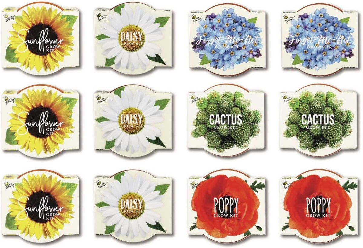 BUZZY Seeds Mini Terracotta Pots 12-Pack with Plant Seeds, Poppy, Sunflower, Daisy, Cactus and