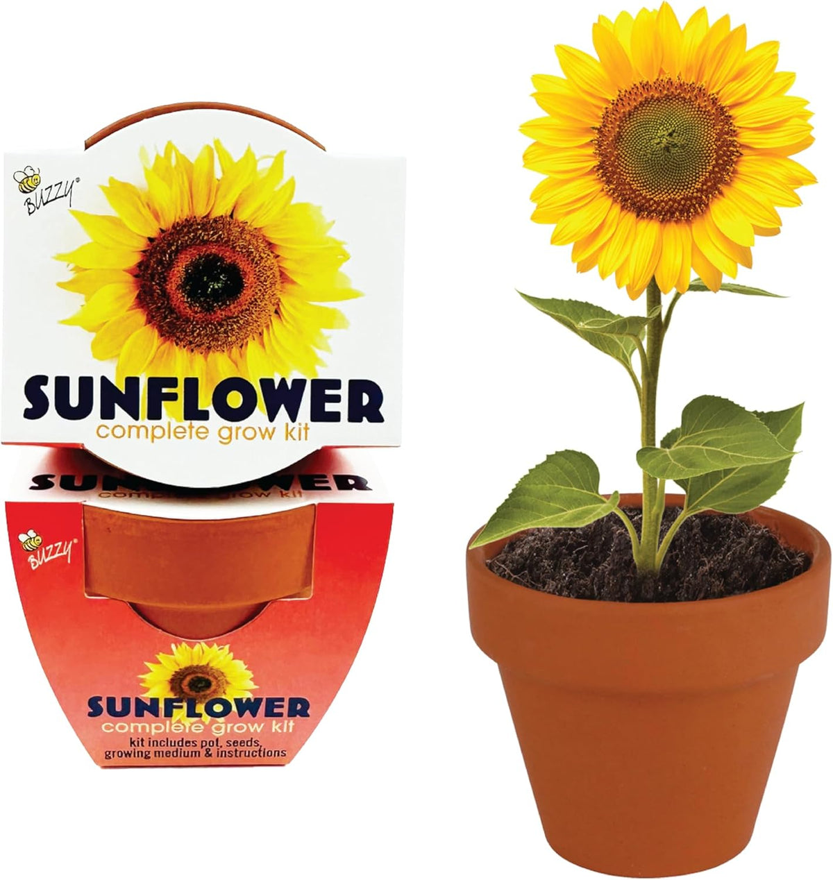 BUZZY Seeds Sunflower 12 Pack Terracotta Mini Grow Pots, Flower Planting Seed Starter Kit for Kids