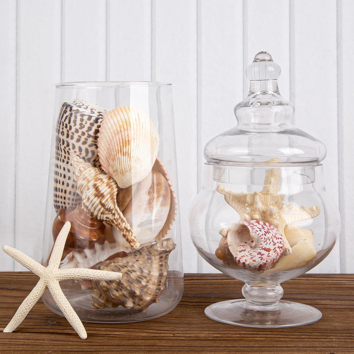 JQAQJU Sea Shells for Decorating 15PCS Large Seashells Starfish Conch for Beach Party,Vase Fillers