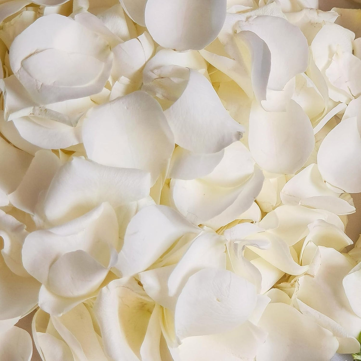 Dried Real White Rose Petals, Freeze Preserved Flower Petals 1.75oz for Valentine's Day Gifts