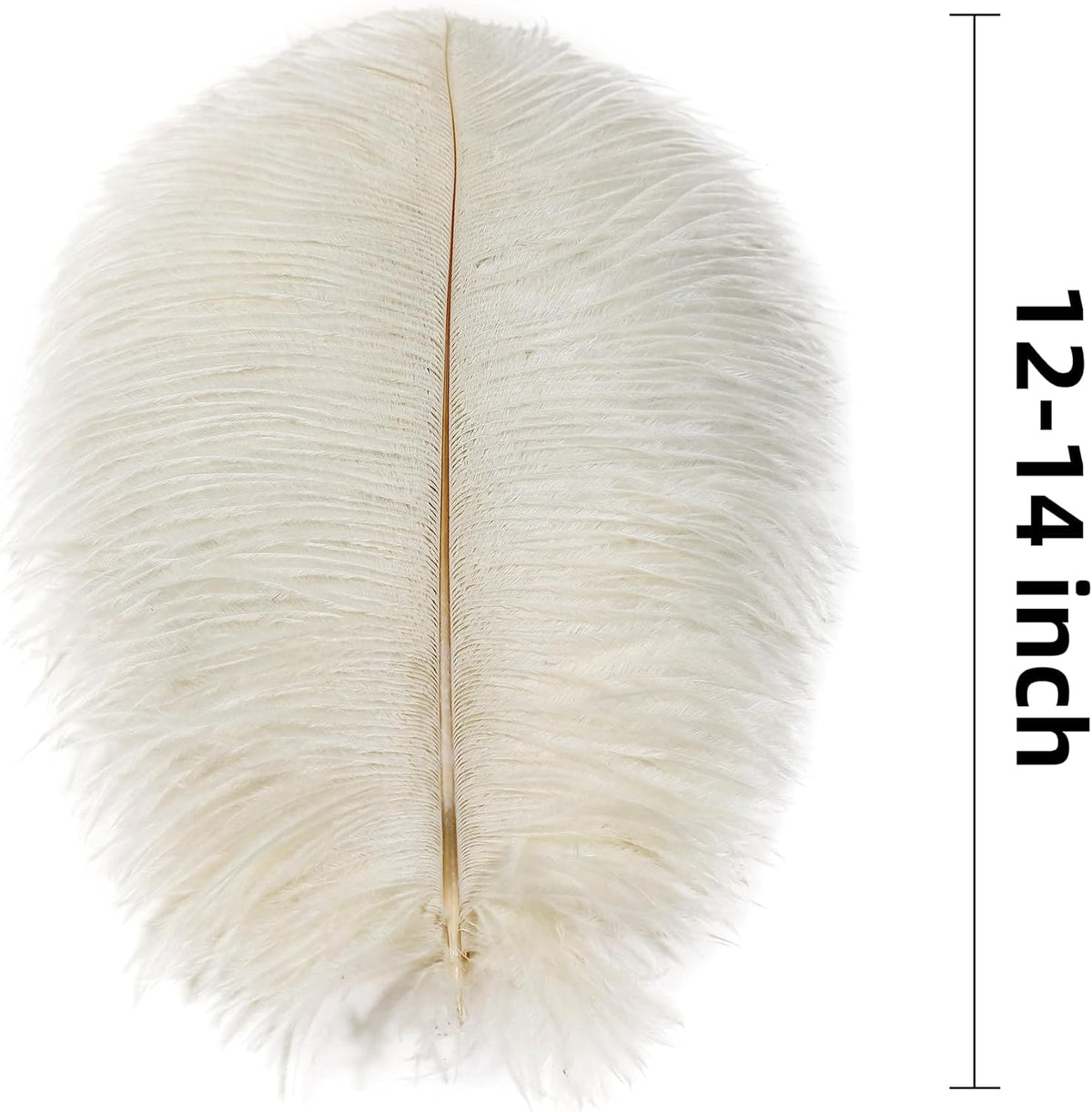 Ballinger Beige Ostrich Feathers Bulk - 24pcs 12-14inch Cream Feathers for Vase,Wedding Party