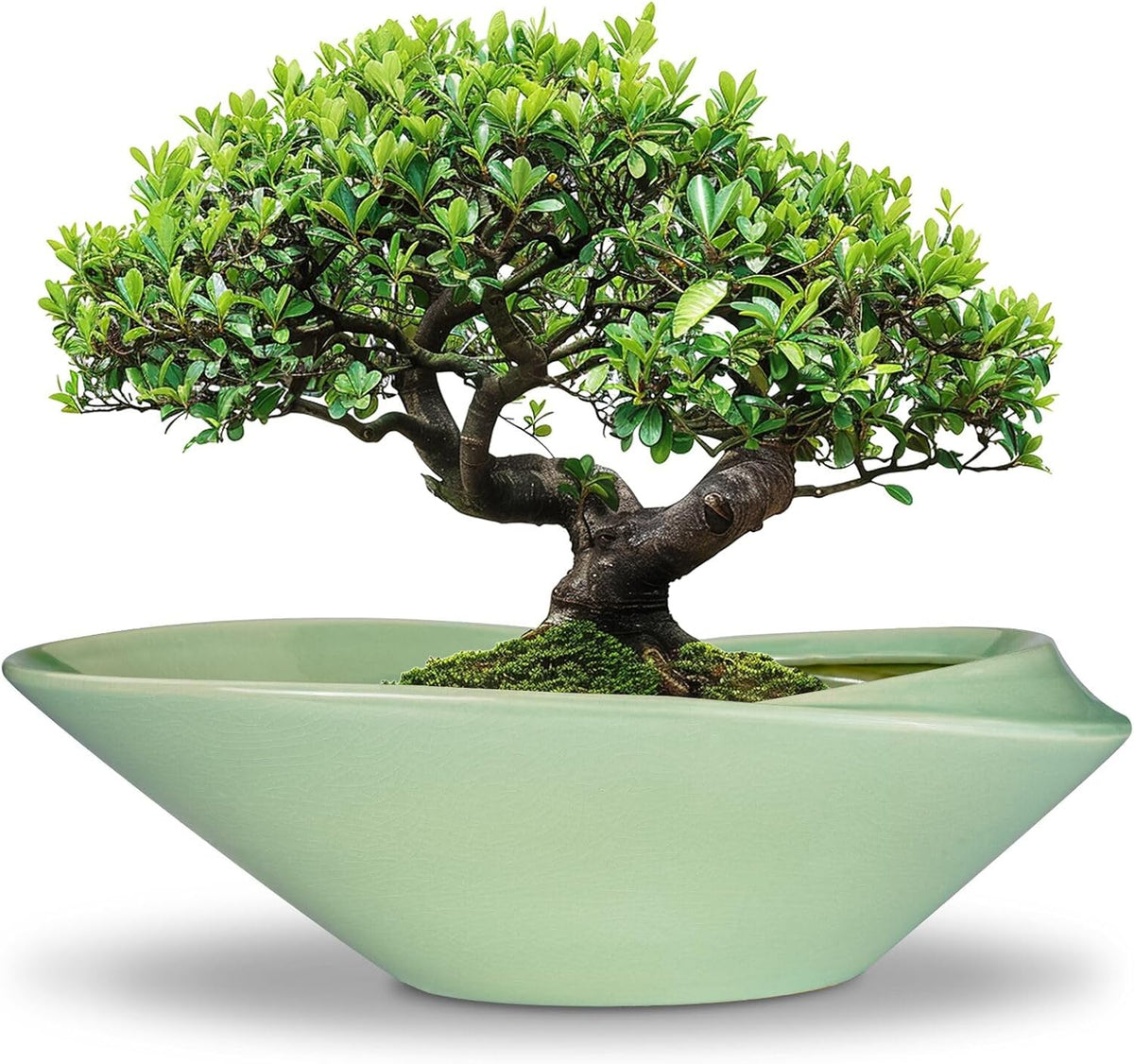 Ceramic Bonsai Pot - 18 Inch Planter with Drainage Hole Large Modern Bonsai Planter Decorative