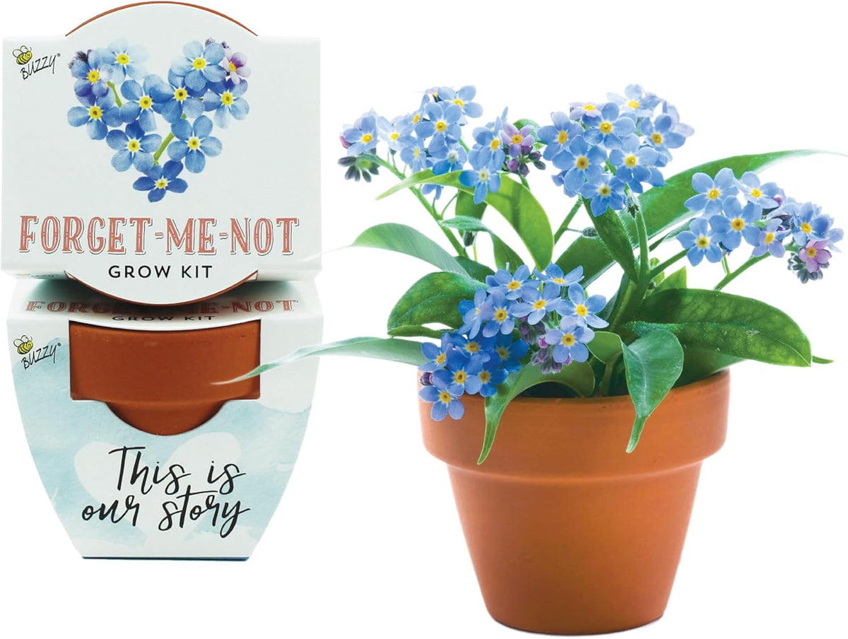BUZZY Seeds Forget-Me-Not Terracotta Mini Grow Pots Love Collection, 12-Pack All-in-One Gardening