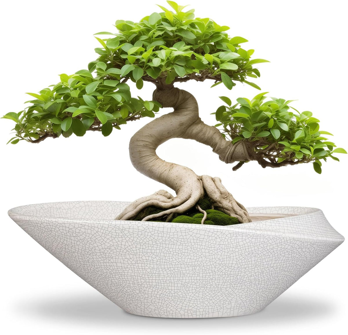 Bonsai Tree Pot - 12 Inch Ceramic Planter with Drainage Hole, Modern Succulent Pots for Indoor &