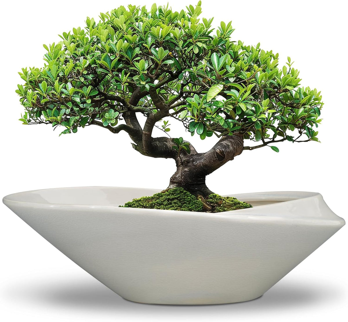 18 Inch Ceramic Bonsai Planter Pot with Drainage Hole, Glazed Large Plant Pot Succulent Planter for