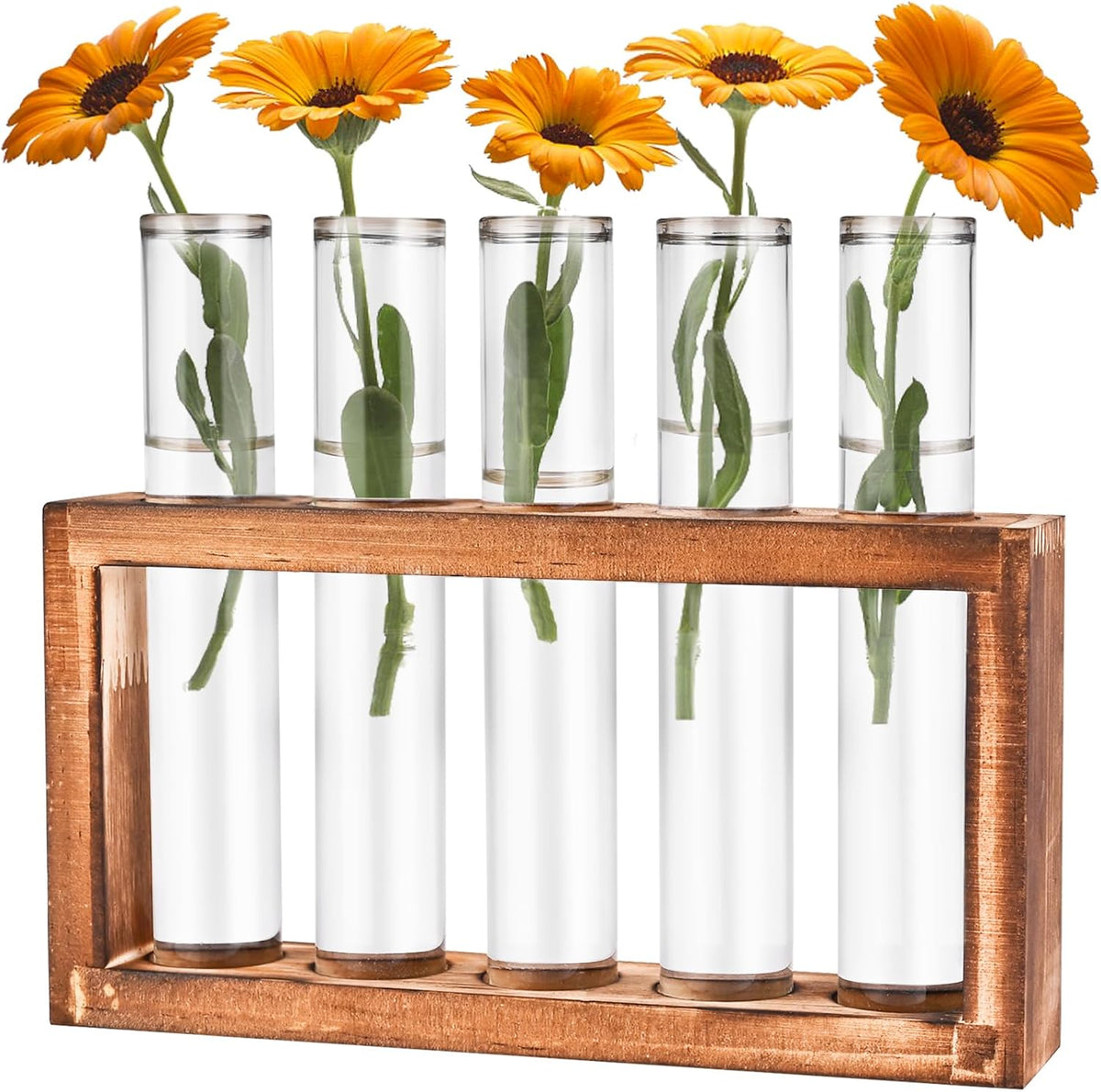 Desktop Glass Plant Propagation Station with 5 Test Tubes in Wooden Stand - Hydroponic Plants
