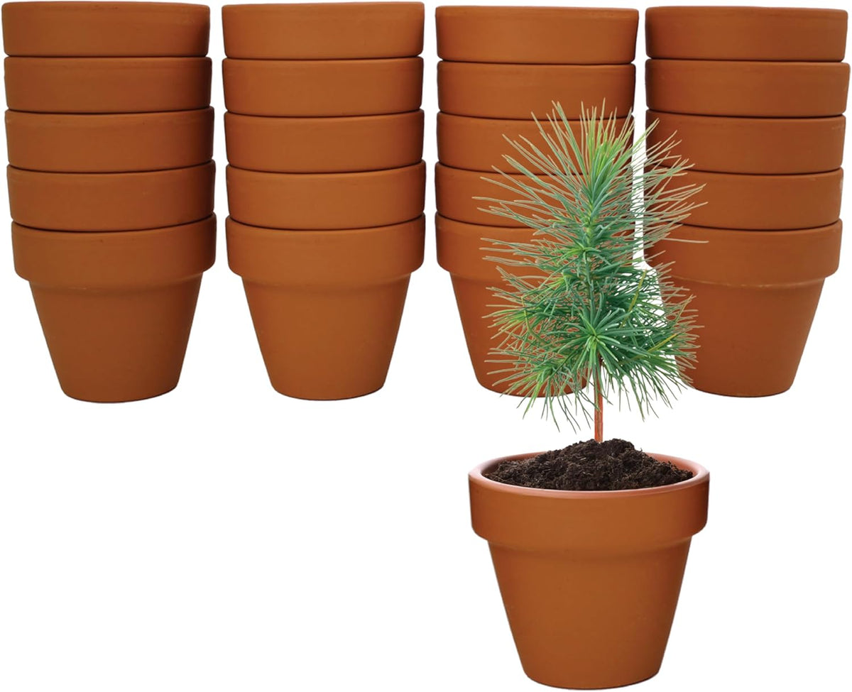 BUZZY Seeds Spruce Terracotta Mini Grow Pots – Indoor Tree Starter Kit Bulk 20-Pack – DIY Planting