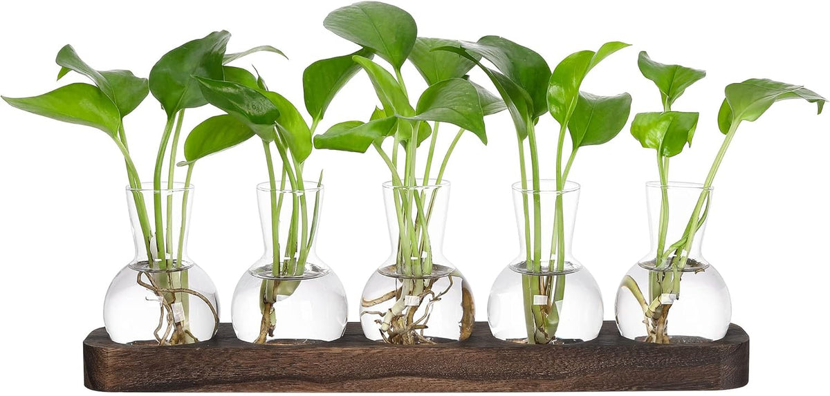 YIBOT Plant Propagation Stations,Glass Propagation Vases for Plants Terrarium with Wooden Tray