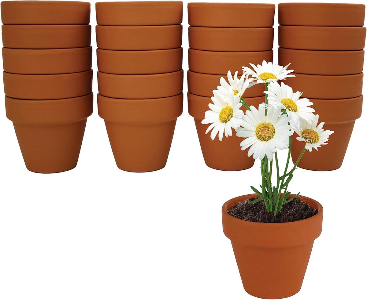 BUZZY Daisy Seeds & Genuine Terracotta 5cm Mini Pot Bulk Pack (20 Count), Includes 20 Each of pots