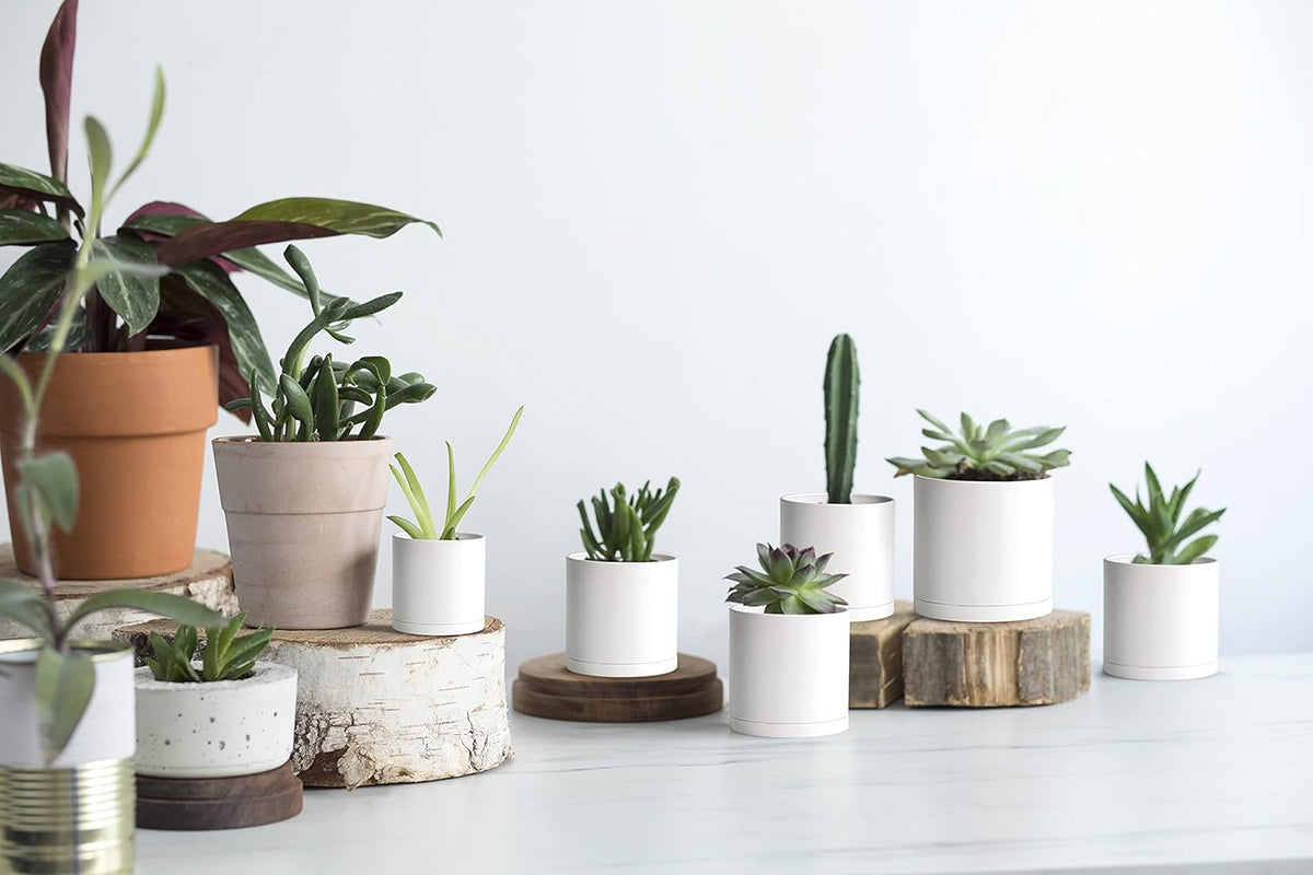 D'vine Dev 12 Pack 3 Inch Mini Plastic Plant Pots, Small Garden Planters for Plant with Drainage