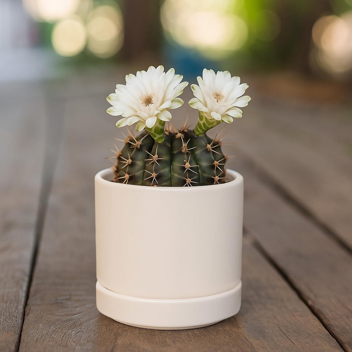D'vine Dev Set of 4 Small Ceramic Plant Pots, 3.5 Inch Succulent Planter Pot for Plants with