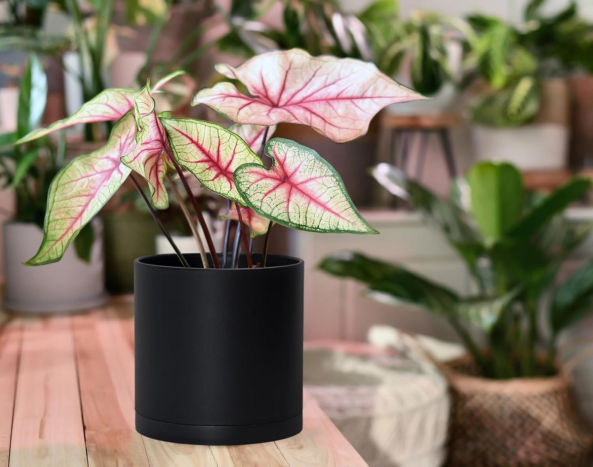 D'vine Dev 2 Pack 6 Inch Modern Plastic Plant Pots, Small Garden Planters for Plant with Drainage