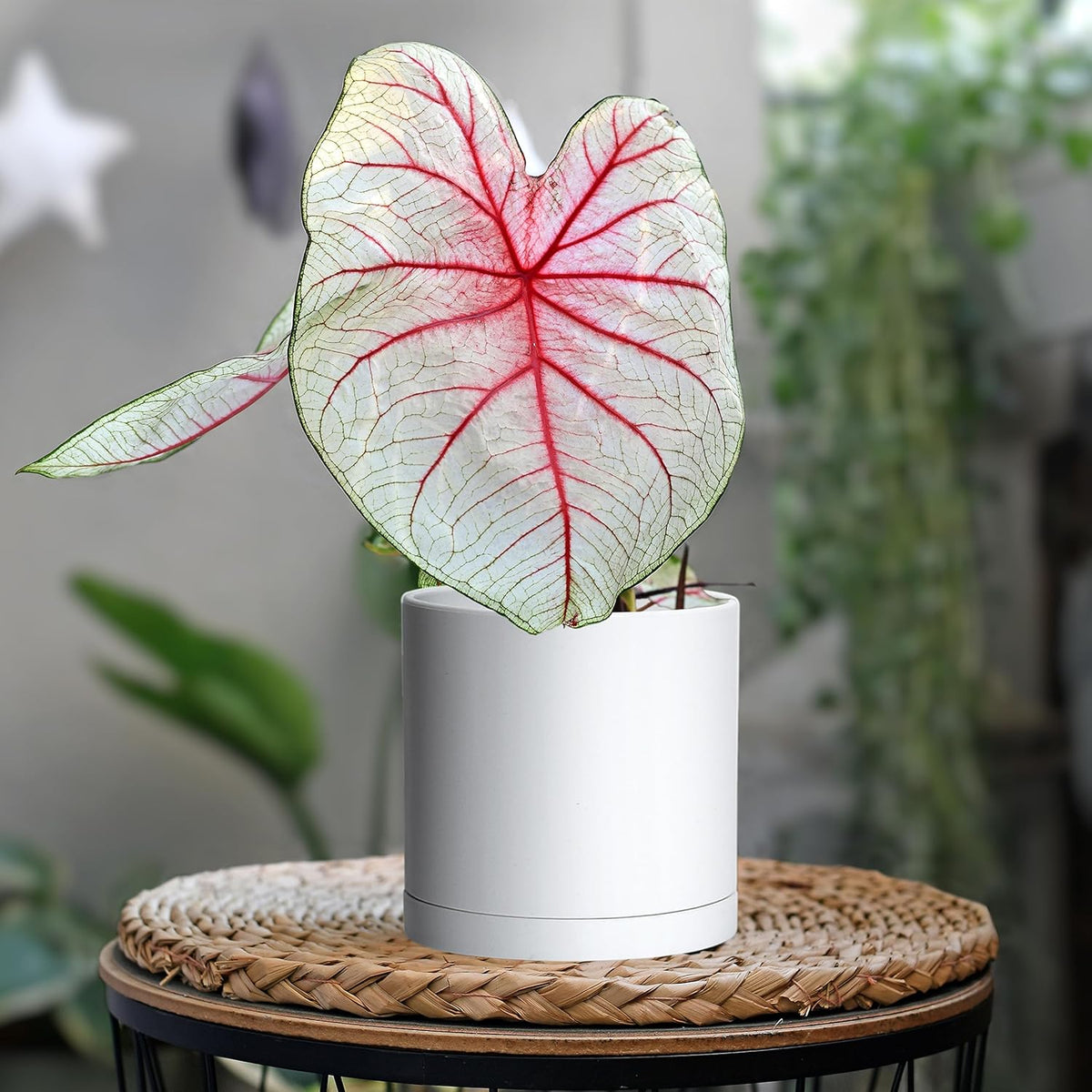 D'vine Dev 2 Pack 5.5 Inch Modern Plastic Plant Pots, Small Garden Planters for Plant with Drainage