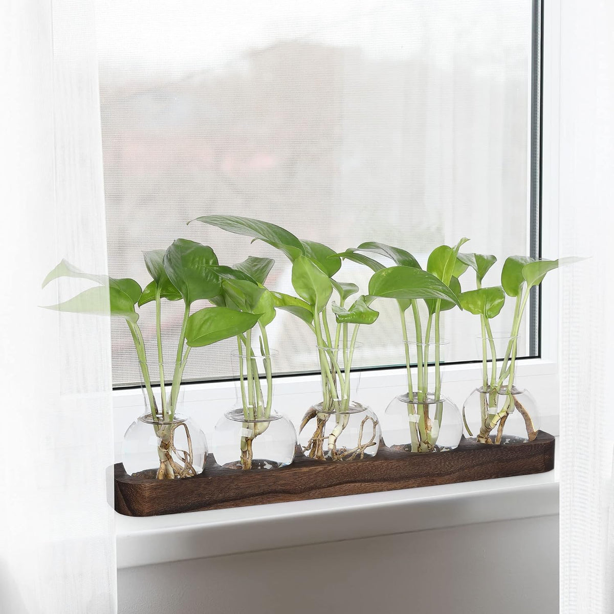 YIBOT Plant Propagation Stations,Glass Propagation Vases for Plants Terrarium with Wooden Tray