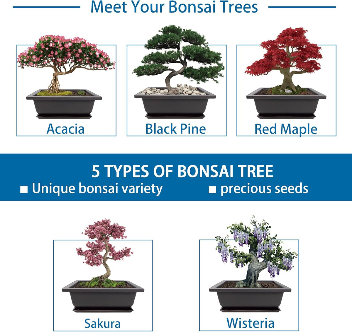 Bonsai Starter Kit, 5 Seeds Growing into Acacia, Wisteria, Sakura, Red Maple and Black Pine