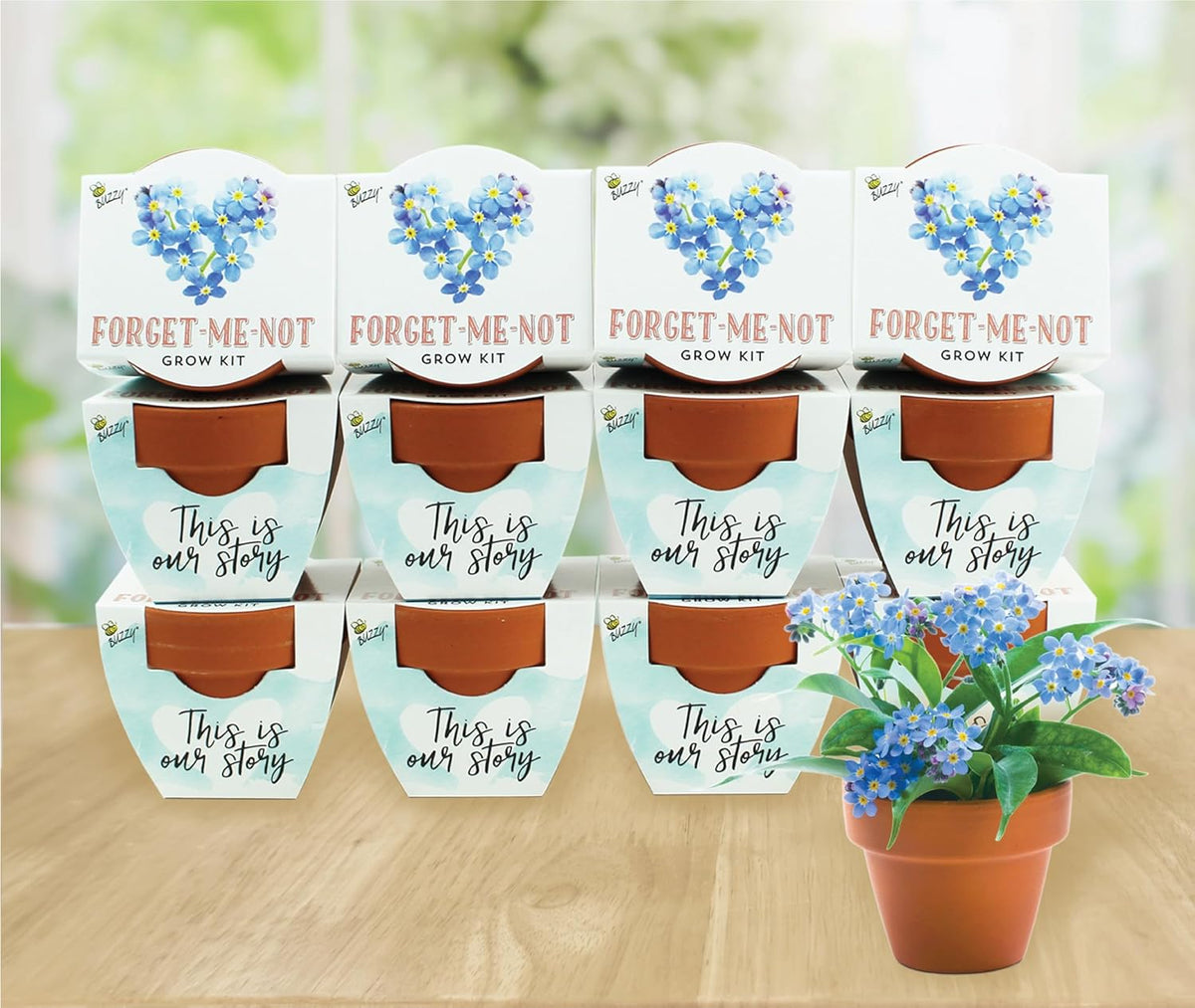 BUZZY Seeds Forget-Me-Not Terracotta Mini Grow Pots Love Collection, 12-Pack All-in-One Gardening