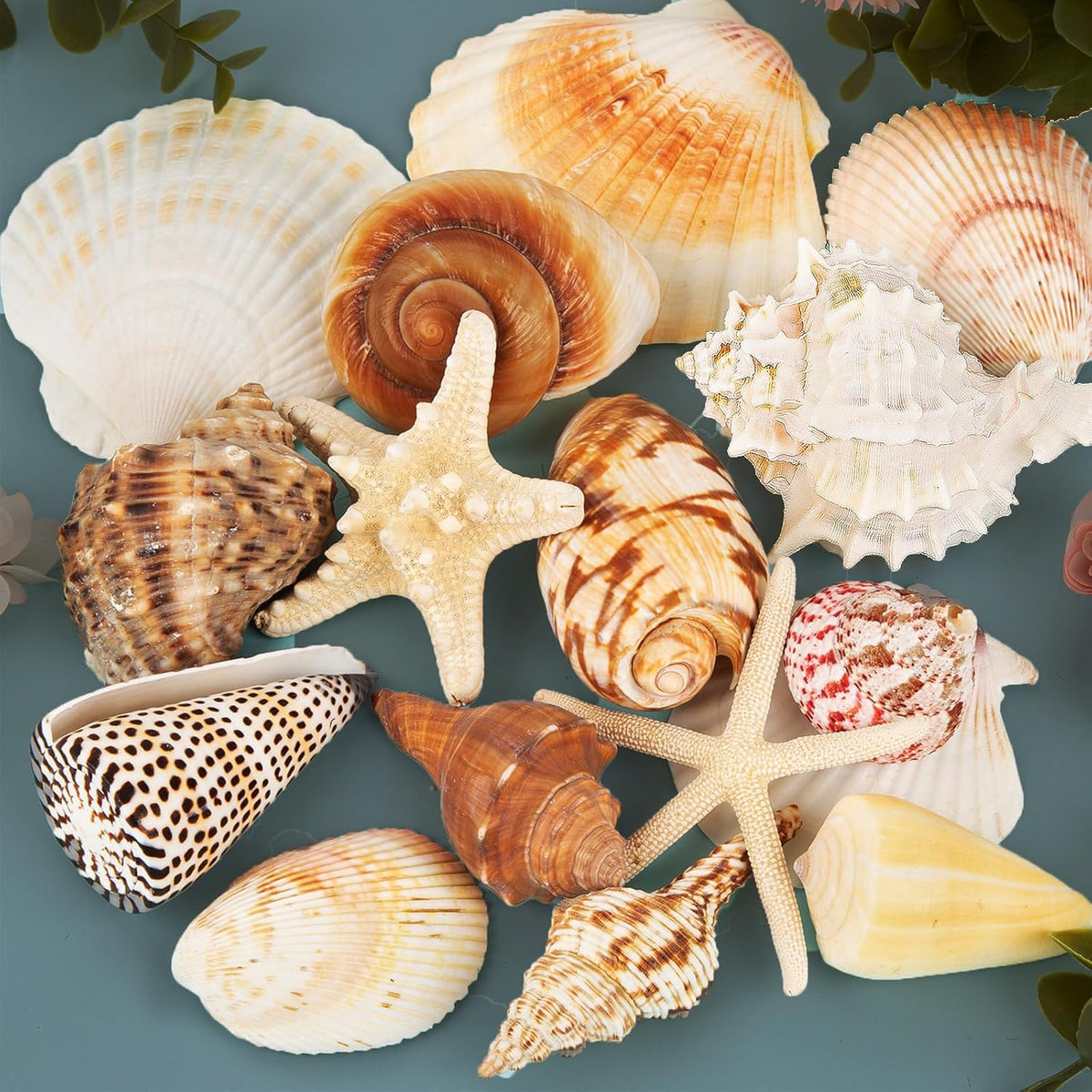 JQAQJU Sea Shells for Decorating 15PCS Large Seashells Starfish Conch for Beach Party,Vase Fillers