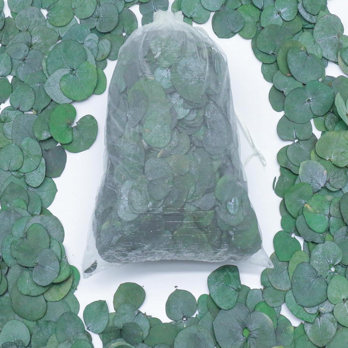 3200Preserved Real Eucalyptus Leaves Small, Pure Natural Bulk Eucalyptus, Biodegradable Wedding