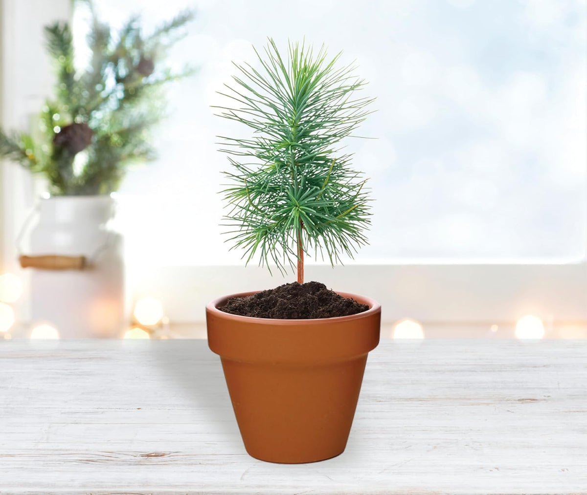 BUZZY Seeds Holiday Mini Terracotta Pots Grow Kit, 12-Pack Assorted Christmas Basil, Spruce, and
