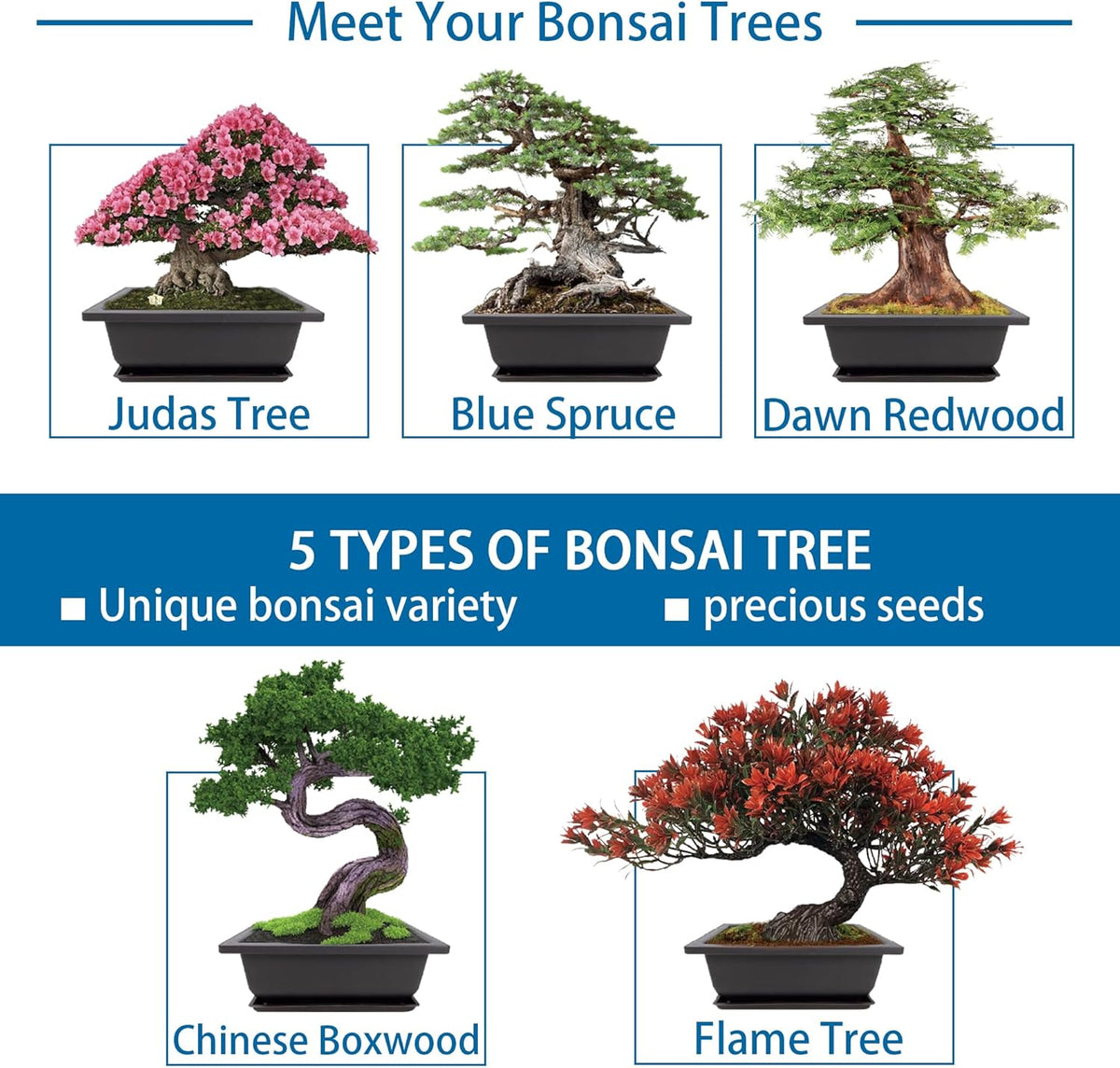 Bonsai Starter Kit, 5 Seeds Growing into Blue Spruce, Chinese Boxwood, Dawn Redwood, Flame Tree and